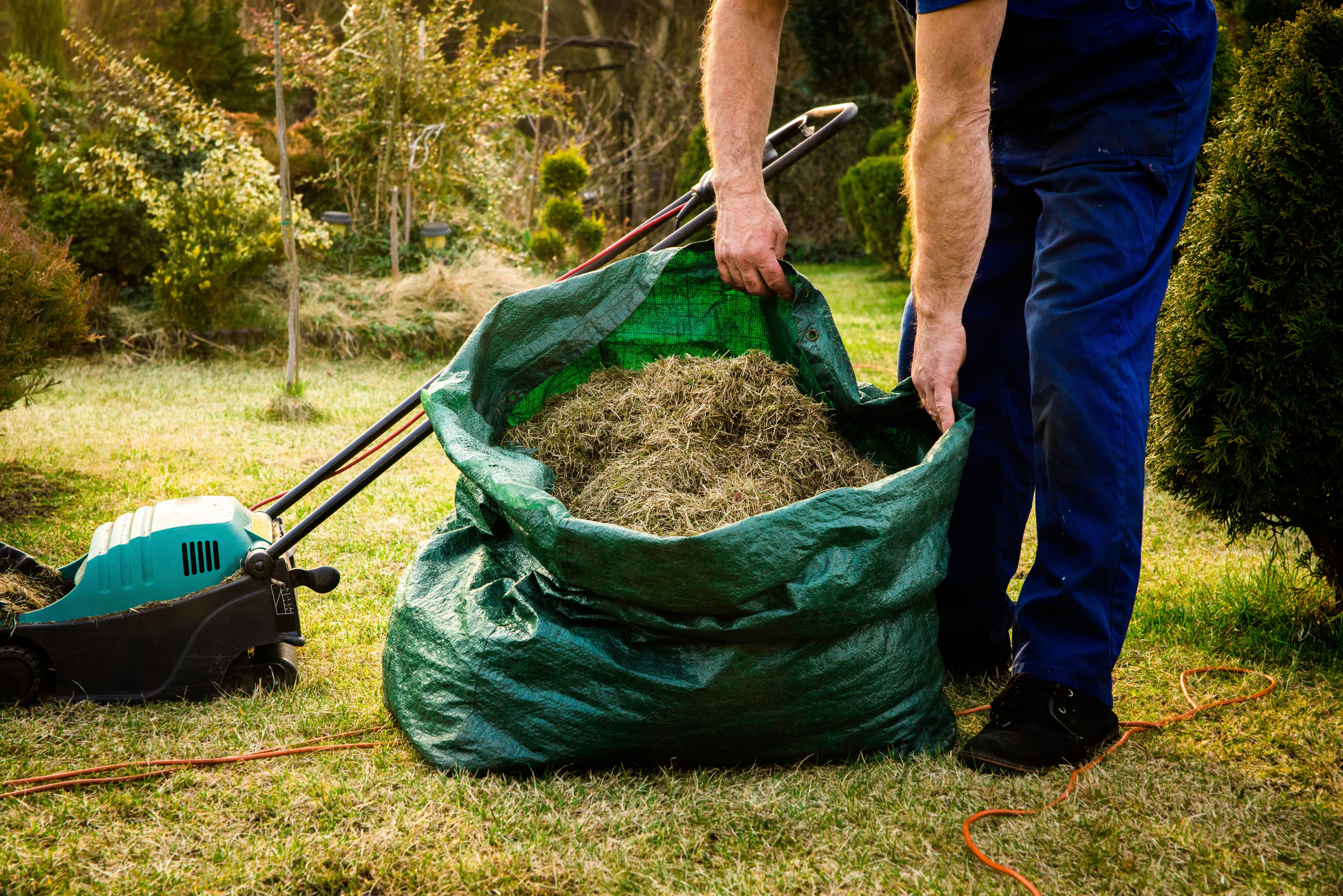 Dethatching image