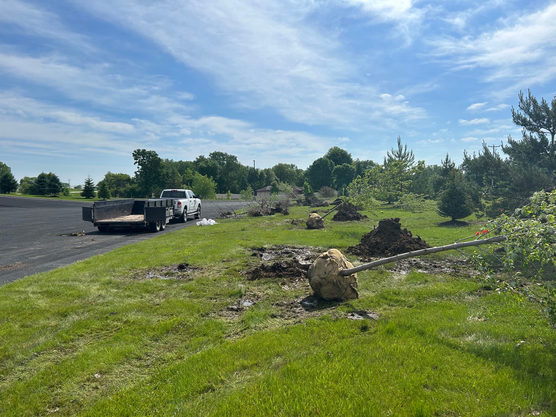 Gallery photos for 10 New Trees and Fresh Mulch Planted Across a Full Property: Image #1