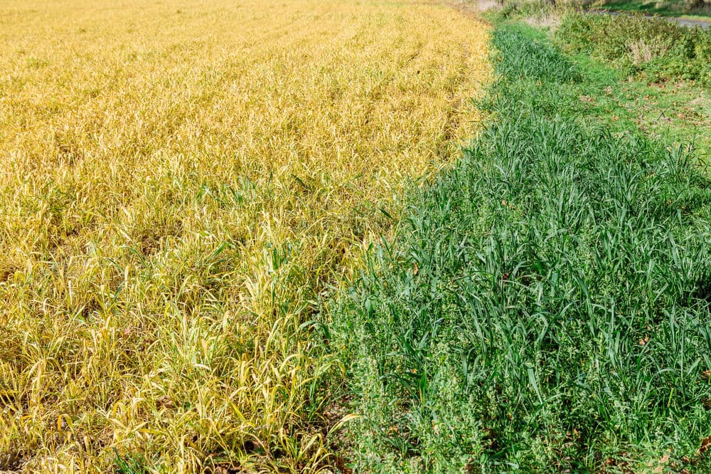 Fertilizer and Weed Control image